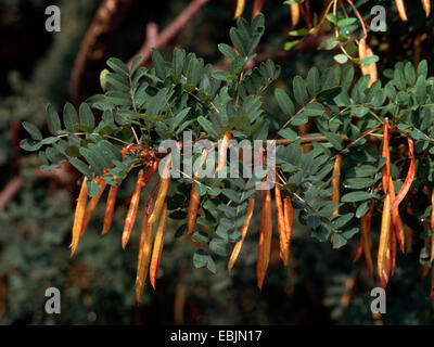 Erbse Strauch, Erbse Baum, sibirische Erbse Strauch (Caragana Arborescens), Fruchtkörper Stockfoto