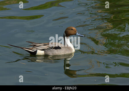 nördliche Pintail (Anas Acuta), Schwimmen Drake, Deutschland, Bayern Stockfoto