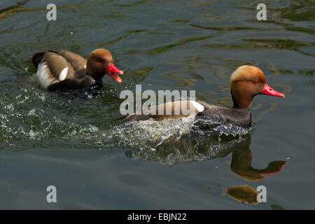 rot-crested Tafelenten (Netta Rufina), zwei Erpel Ritterturniere mit einander, Deutschland, Bayern Stockfoto