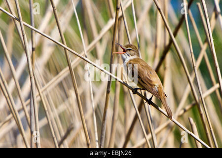 großen Rohrsänger (Acrocephalus Arundinaceus), sitzt auf einem Reed-Halm, singen, Deutschland, Bayern, Donau, Straubing Stockfoto