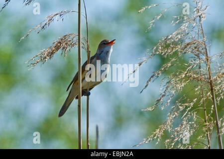 großen Rohrsänger (Acrocephalus Arundinaceus), sitzen an einem Reed-Halm, singen, Deutschland, Bayern, Donau, Straubing Stockfoto