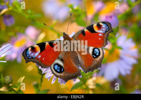 Pfau Motte, Pfau (Inachis Io, Nymphalis Io), sitzen auf Aster Blüten mit offenen Flügeln, Deutschland, Nordrhein-Westfalen Stockfoto