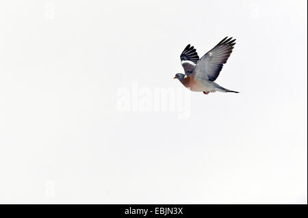 Ringeltaube (Columba Palumbus), einzelne Taube fliegen, Deutschland Stockfoto