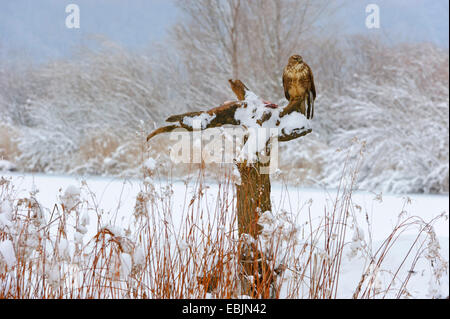 Eurasischer Bussard (Buteo Buteo), im Winter auf einen Baum zu ergattern, Deutschland, Niedersachsen Stockfoto