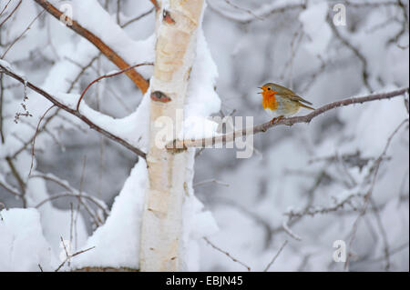 Rotkehlchen (Erithacus Rubecula), sitzen auf dem Schnee bedeckt Birke singen, Deutschland, Niedersachsen Stockfoto