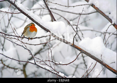 Rotkehlchen (Erithacus Rubecula), sitzen auf dem Schnee bedeckt Zweig im Winter, Deutschland, Niedersachsen Stockfoto