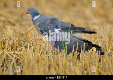 Ringeltaube (Columba Palumbus), zwei Personen sitzen in einem Stoppelfeld, Deutschland Stockfoto