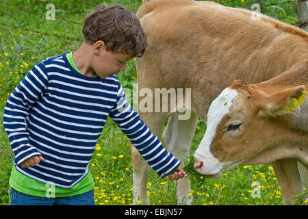 Hausrind (Bos Primigenius F. Taurus), Kalb füttert auf Rasen durch eine junge, Kroatien, Istrien Stockfoto