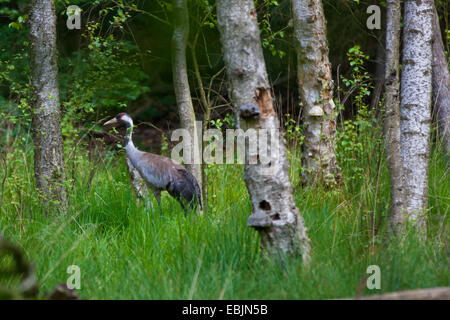 Kranich, eurasische Kranich (Grus Grus), Altvogel zu Fuß durch ein Birkenwald, Deutschland, Mecklenburg-Vorpommern Stockfoto