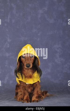 Langhaar Dackel, Langhaar Dackel, Haushund (Canis Lupus F. Familiaris), mit Raincape Stockfoto