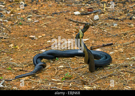 Europäische Peitsche Schlange, westlichen europäischen Peitsche Schlange, dunkelgrüne Whipsnake (Coluber Viridiflavus, Hierophis Viridiflavus Carbonarius) Kommentar kämpfen, Kroatien, Istrien Stockfoto