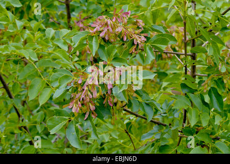 Manna-Esche (Fraxinus Ornus), Fruchtbildung, Kroatien, Istrien Stockfoto