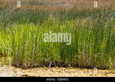 gemeinsame Club-Rush, großen Club-Ansturm (wachsende Lacustris), an einem Ufer, Kroatien, Istrien Stockfoto