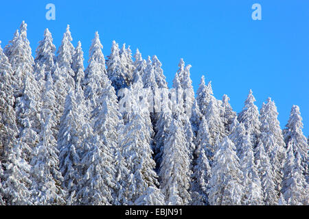 Norwegen Fichte (Picea Abies), verschneiten Fichtenwald am Hang vor einem strahlend blauen Himmel auf der Rigi, Schweiz Stockfoto