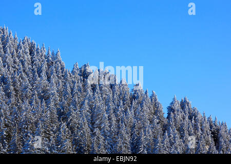 Norwegen Fichte (Picea Abies), verschneiten Fichtenwald am Hang vor einem strahlend blauen Himmel auf der Rigi, Schweiz Stockfoto