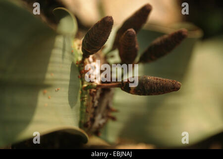 Baum Tumbo, Tumboa, Welwitschia (Welwitschia Mirabilis), mit den weiblichen Blütenständen, 2 Stockfoto