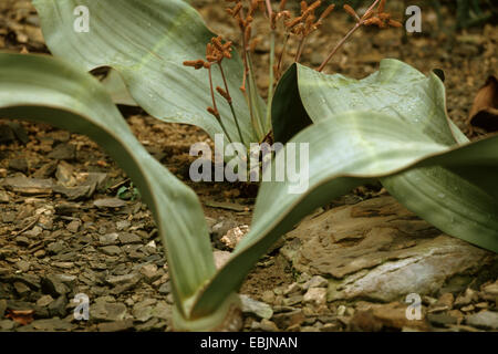 Baum Tumbo, Tumboa, Welwitschia (Welwitschia Mirabilis), mit männlichen Blütenständen, 2 Stockfoto