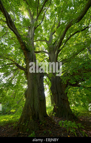 Linde, Linde, Linde (Tilia spec.), zwei alte Bäume in der Putbusser Schlossgarten, Deutschland, Mecklenburg-Vorpommern, Rügen Stockfoto