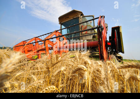 Mähdrescher in Reifen Getreidefeld, Frankreich Stockfoto