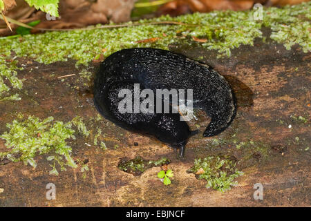 Schwarzen Kiel zurück Slug, Ashy-graue Schnecke, Ash-schwarz Slug (Limax Cinereoniger), sitzen auf bemoosten Totholz, Deutschland Stockfoto