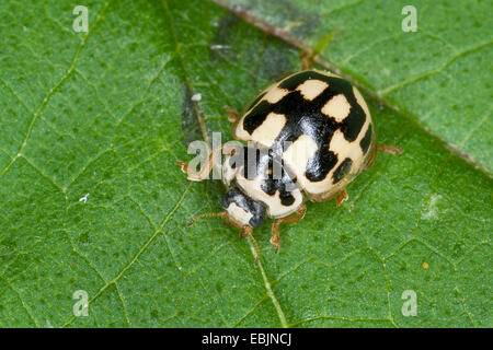 Propylea 14-Trommler, vierzehn-Spot Ladybird Beetle (Propylea Quatuordecimpunctata), sitzt auf einem Blatt, Deutschland Stockfoto