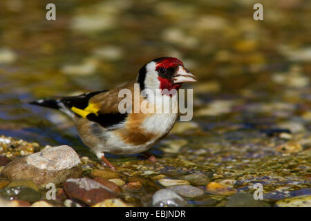 Eurasische Stieglitz (Zuchtjahr Zuchtjahr), sittin in einem Bach trinken, Deutschland, Mecklenburg-Vorpommern Stockfoto