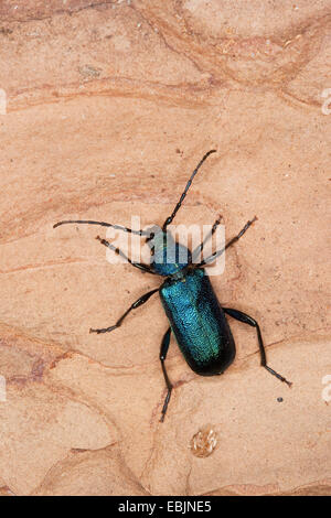 Violet Eichenlohehaufen Käfer, Longhorn Beetle, Laubholzbockkäfer (Callidium Violaceum), sitzen auf Totholz, Deutschland Stockfoto