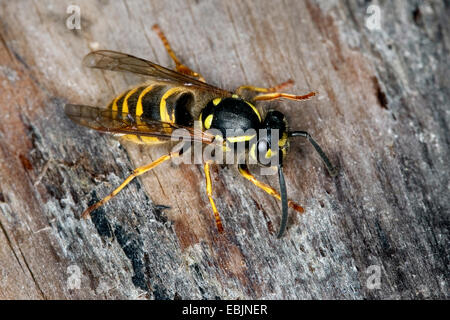 gemeinsamen Wespe (Vespula Vulgaris, Paravespula Vulgaris), sitzen auf Totholz, Deutschland Stockfoto