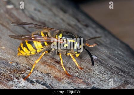 gemeinsamen Wespe (Vespula Vulgaris, Paravespula Vulgaris), sitzen auf Totholz, Deutschland Stockfoto