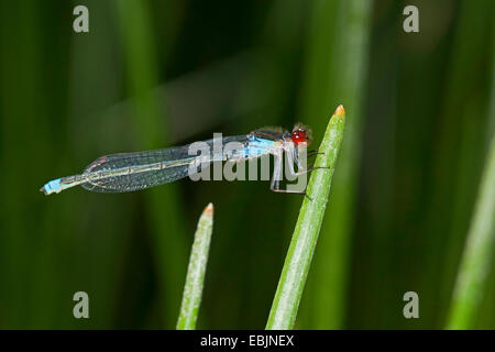 rotäugigen Damselfly (Erythromma Najas, Agrios Najas), Männlich, sitzen an einem Stiel, Deutschland Stockfoto