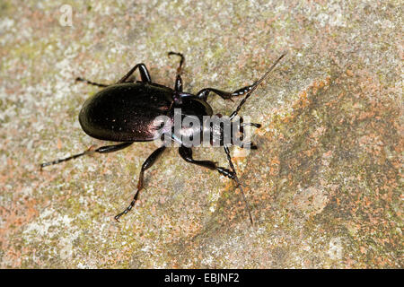 Wald-Boden-Käfer (Carabus Nemoralis), sitzt auf Felsen, Deutschland Stockfoto