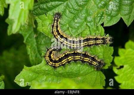 kleiner Fuchs (Aglais Urticae, Nymphalis Urticae), zwei Raupen sitzen auf Nessel Fütterung, Deutschland Stockfoto