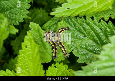 kleiner Fuchs (Aglais Urticae, Nymphalis Urticae), zwei Raupen sitzen auf Nessel Fütterung, Deutschland Stockfoto