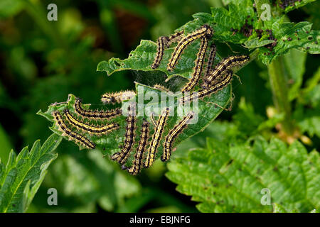 kleiner Fuchs (Aglais Urticae, Nymphalis Urticae), einige Raupen sitzen auf einem Nesselblatt, Fütterung, Deutschland Stockfoto