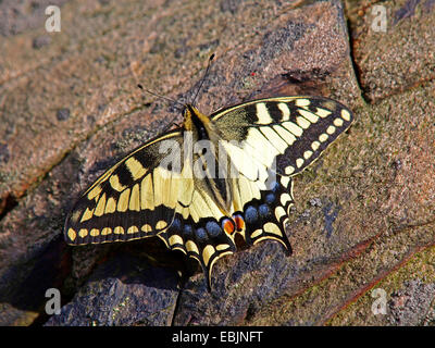 Schwalbenschwanz (Papilio Machaon), sitzt auf Felsen Sonnenbaden, Deutschland, Sachsen Stockfoto