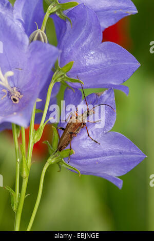 Variable Longhorn, Variable Longhorn Beetle (Stenocorus Meridianus), sitzen auf eine Glockenblume, Deutschland Stockfoto