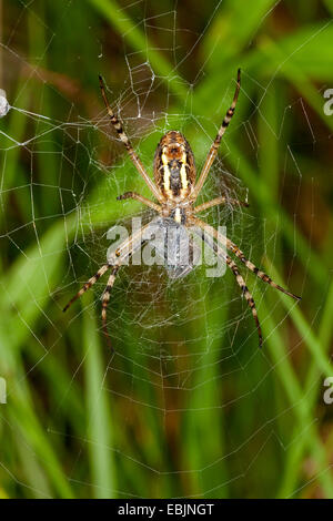 schwarz-gelbe Argiope, schwarz und gelb Kreuzspinne (Argiope Bruennichi), sitzen mit Beute im Netz, Deutschland Stockfoto