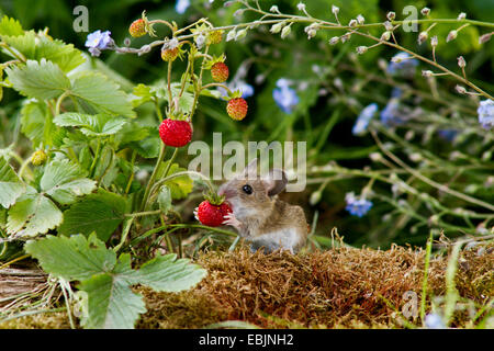 gelb-necked Maus (Apodemus Flavicollis), juvenile Fütterung eine wilde Erdbeere, Deutschland, Mecklenburg-Vorpommern Stockfoto