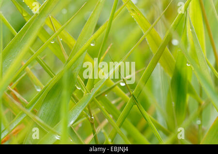 Reed Grass, gemeinsamen Schilf (Phragmites Communis, Phragmites Australis), Blick in das Schilf mit Regentropfen, Deutschland Stockfoto