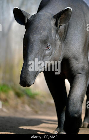 Asiatischer Tapir, Schabrackentapir (Tapirus Indicus), Vorderansicht Stockfoto