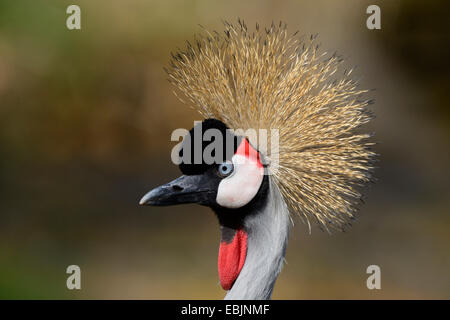 South African gekrönt Kran, grau gekrönt Kran (Balearica Regulorum), Portrait Stockfoto