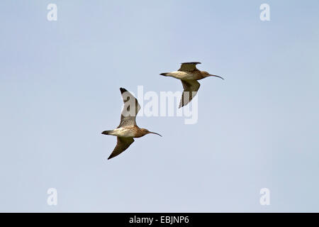 westlichen Brachvogel (Numenius Arquata), zwei fliegende Vögel, Deutschland, Schleswig-Holstein Stockfoto