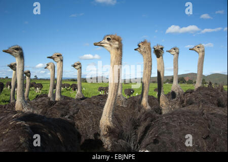 Strauß (Struthio Camelus), Herde von Straußen, Oudtshoorn, Südafrika, Western Cape Stockfoto