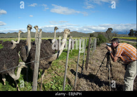 Strauß (Struthio Camelus), Fotograf, stehend auf einem Zaun und die Bilder von einer Herde von Straußen, Südafrika, Western Cape, Oudtshoorn Stockfoto