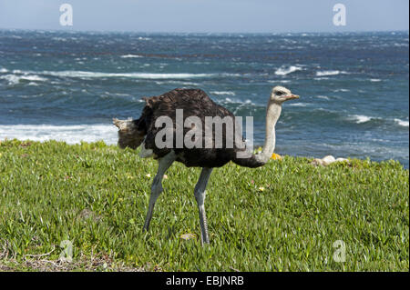 Strauß (Struthio Camelus), zu Fuß über eine Wiese an der Atlantikküste Südafrika, Western Cape, Kap der guten Hoffnung Stockfoto