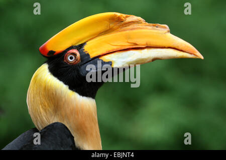 Großes indisches Hornbill, Rhinoceros Hornbill (Buceros Bicornis), Porträt Stockfoto