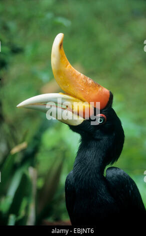 Großes indisches Hornbill, Rhinoceros Hornbill (Buceros Bicornis), Portrait, Seitenansicht, Indonesien, Borneo Stockfoto