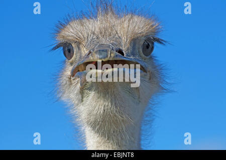 Strauß (Struthio Camelus), mit offenen Schnabel, Südafrika, Western Cape Stockfoto