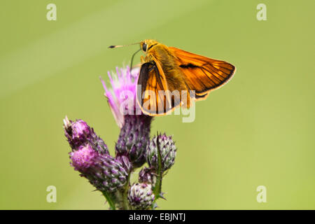 Großen Skipper (Ochlodes Venatus, Ochlodes Venata, Ochlodes Sylvanus) auf Distel, Kroatien, Istrien Stockfoto