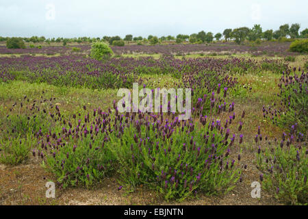 Französischer Lavendel (Lavandula Stoechas), blühen, Portugal, Alentejo Stockfoto